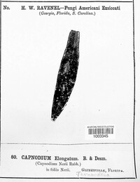Capnodium elongatum image